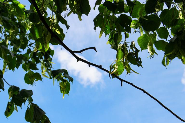 Leafy lime tree branches against a blue sky on the Southmead Hospital site