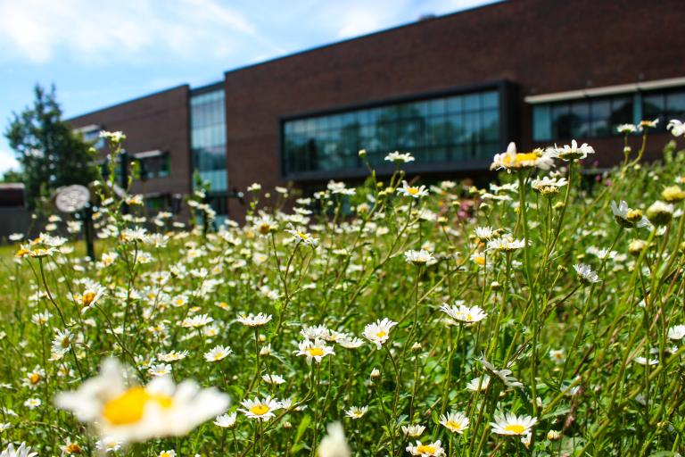 Flowers bloom on the Southmead Hospital allotment