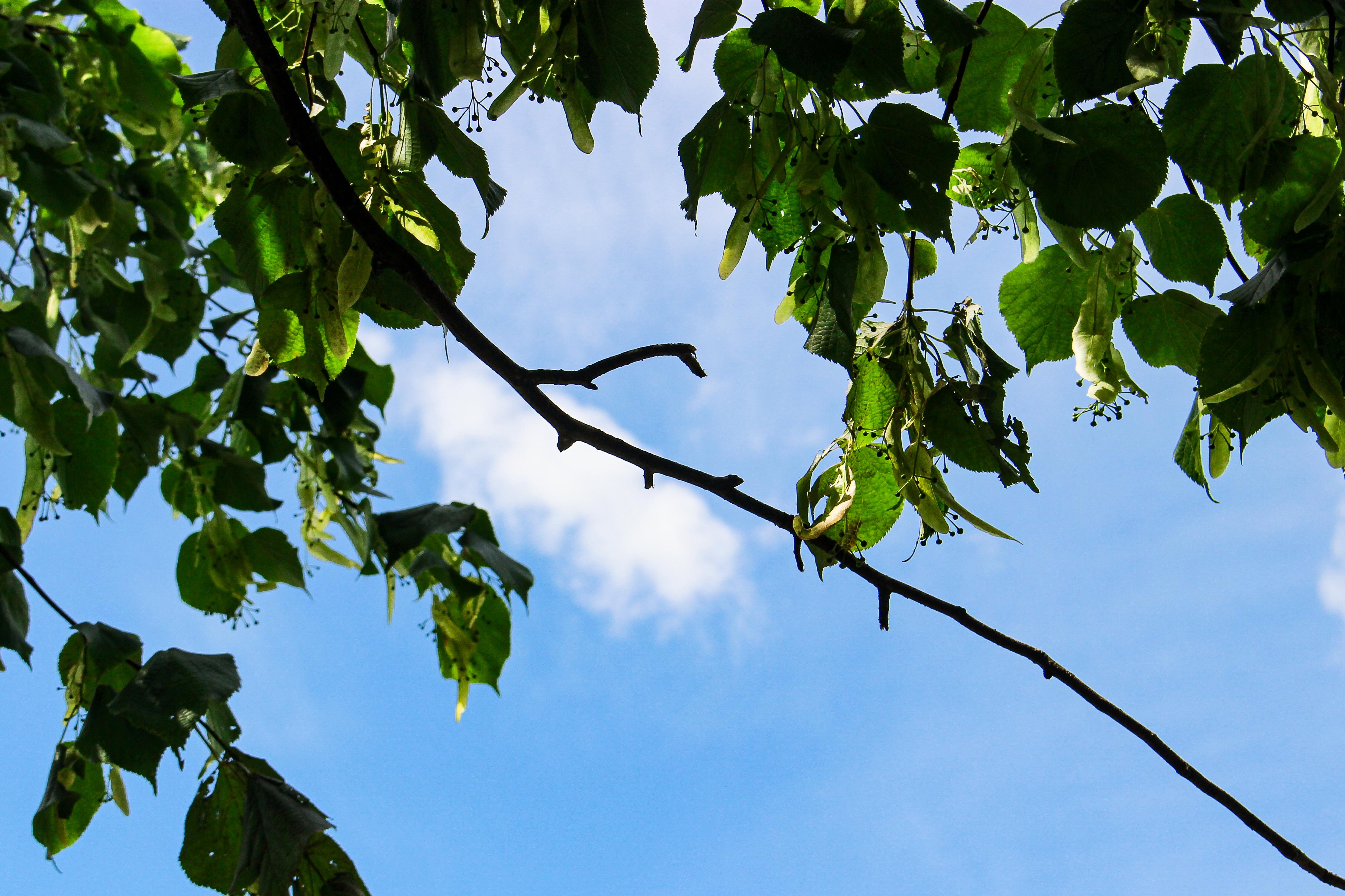 Leafy lime tree branches against a blue sky on the Southmead Hospital site