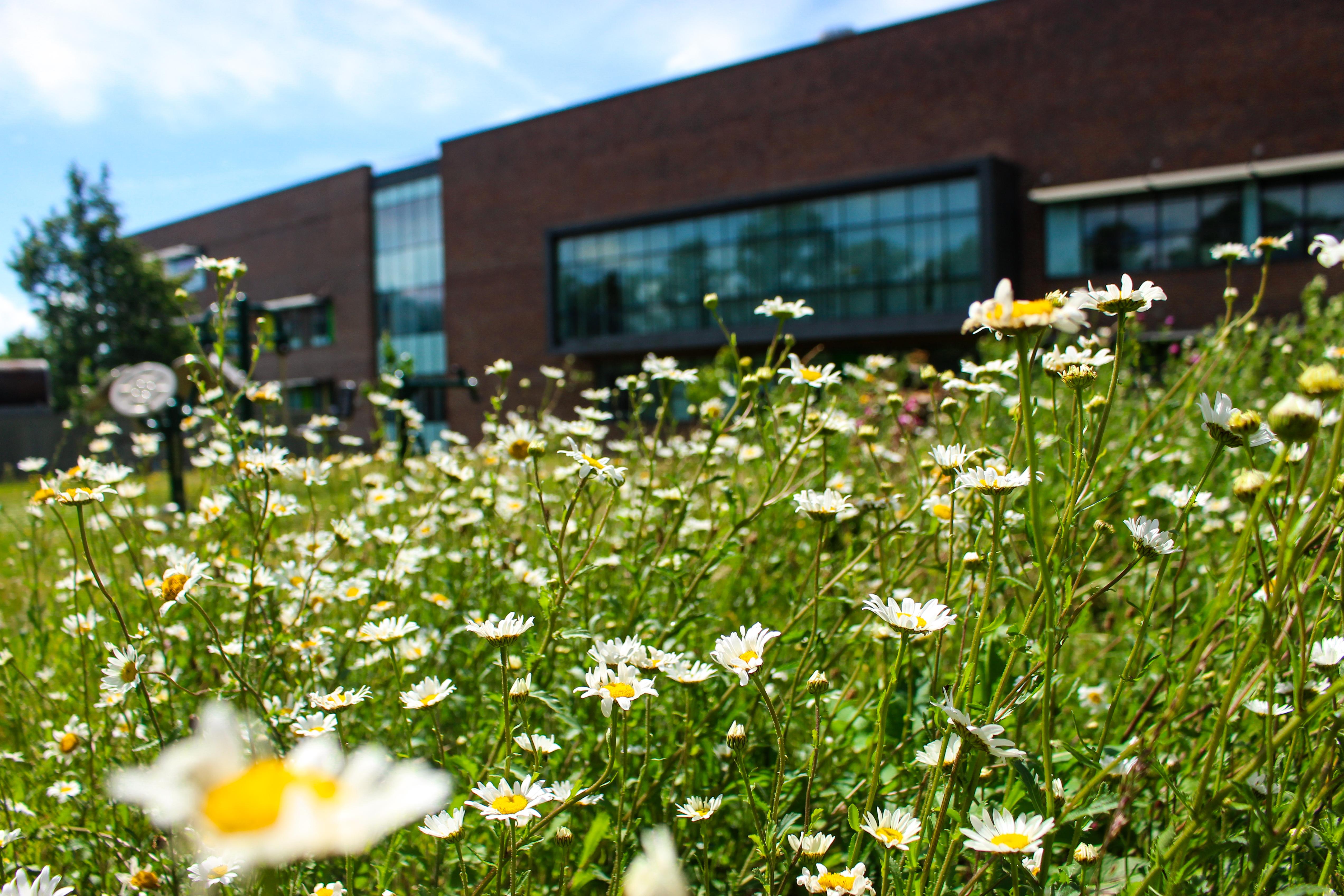 Flowers bloom on the Southmead Hospital allotment